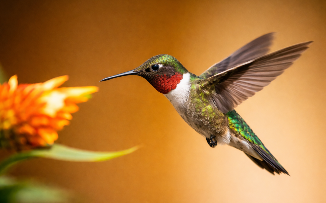Comment trouver et réussir le recrutement de votre profil de haut niveau par la chasse de tête à Montpellier